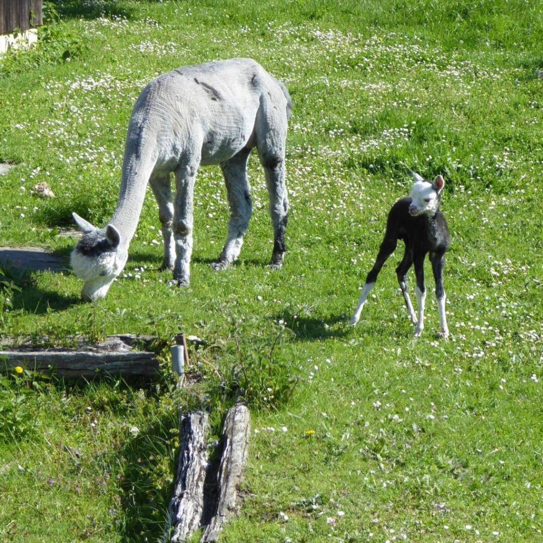 an image from my Pixelfed (because, fuck instagram), shows a mother alpaca and her cria standing, or in the case of the cria barely standing, on a meadow