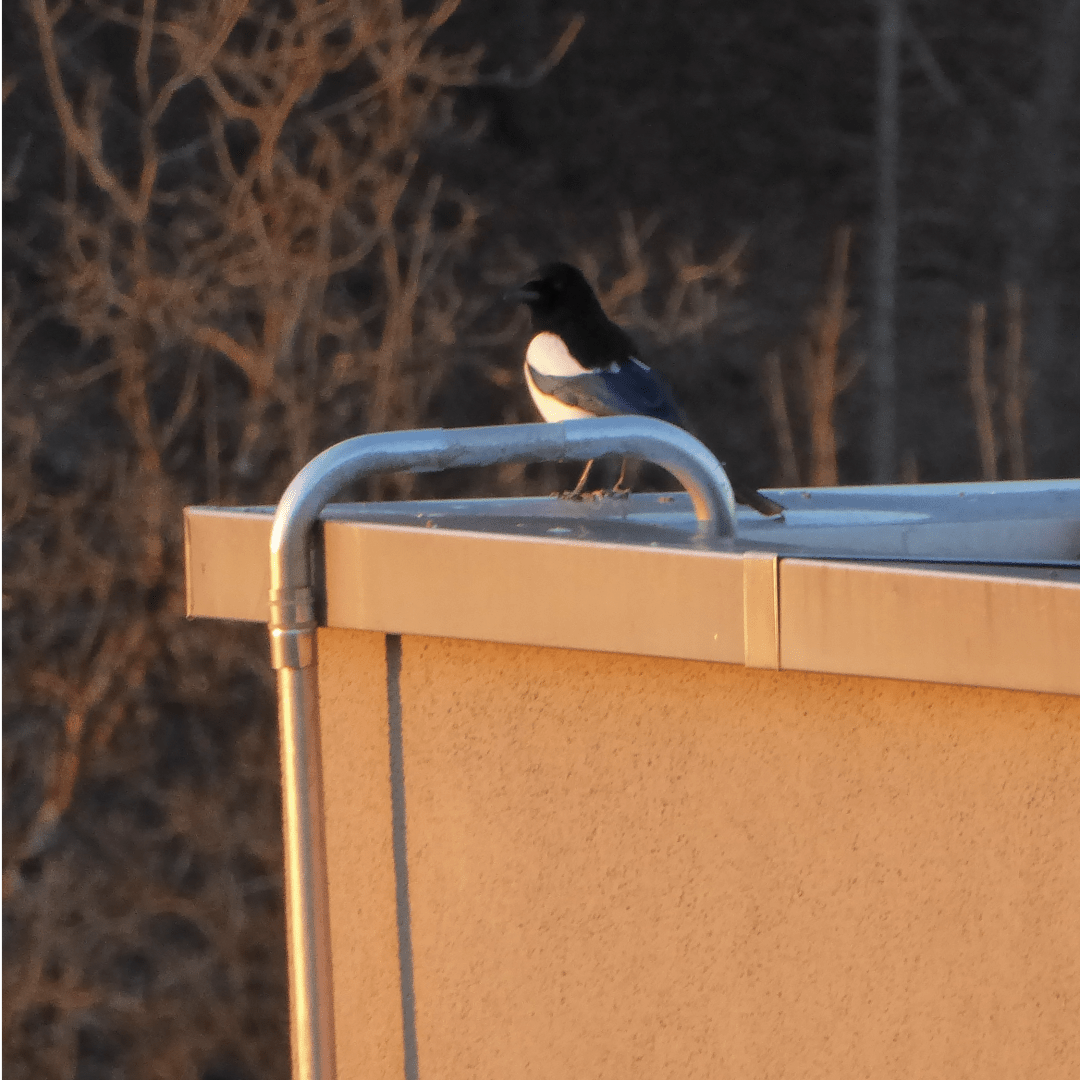 an image from my Pixelfed (because, fuck instagram), shows a beautiful magpie on an ugly roof next to a hideous metal pipe