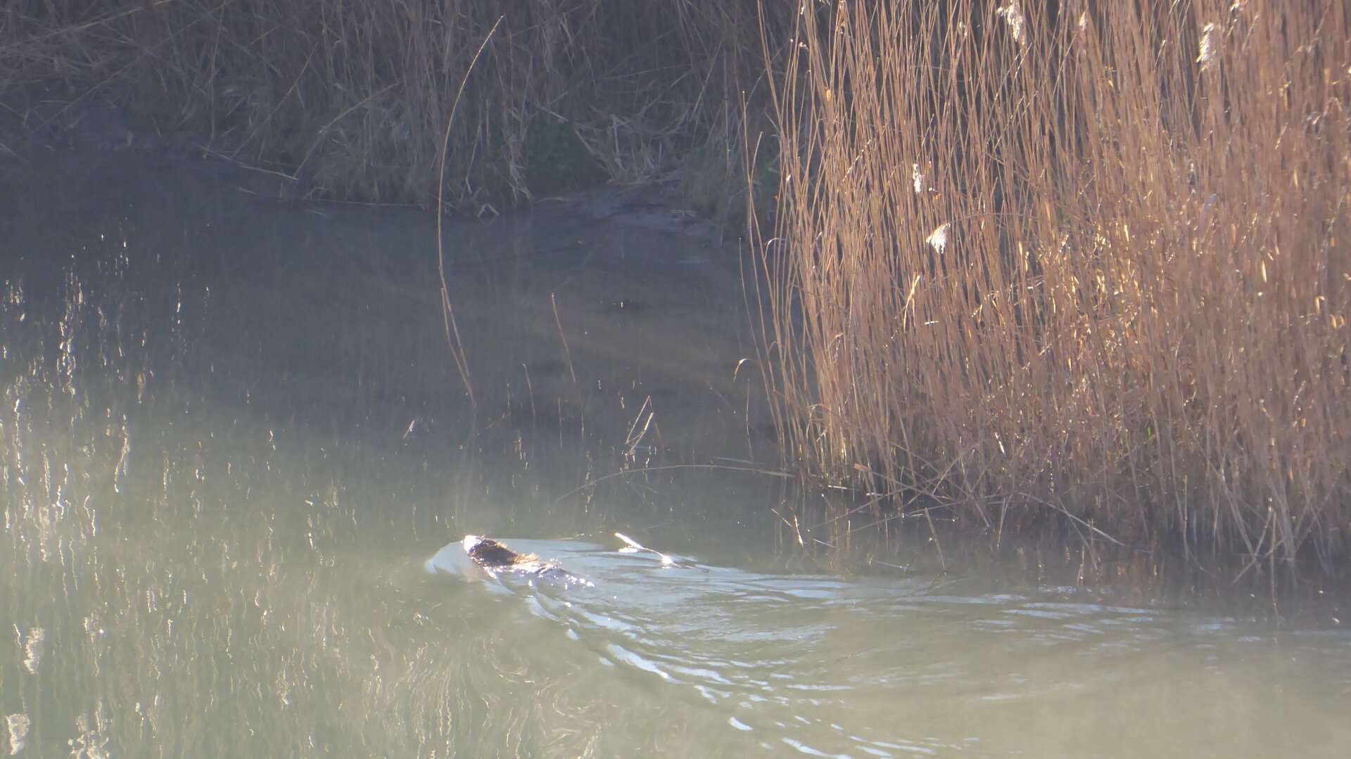 an image from my Pixelfed (because, fuck instagram), shows a beaver swimming upstream in a river next to reflections of reeds glimmering in the water