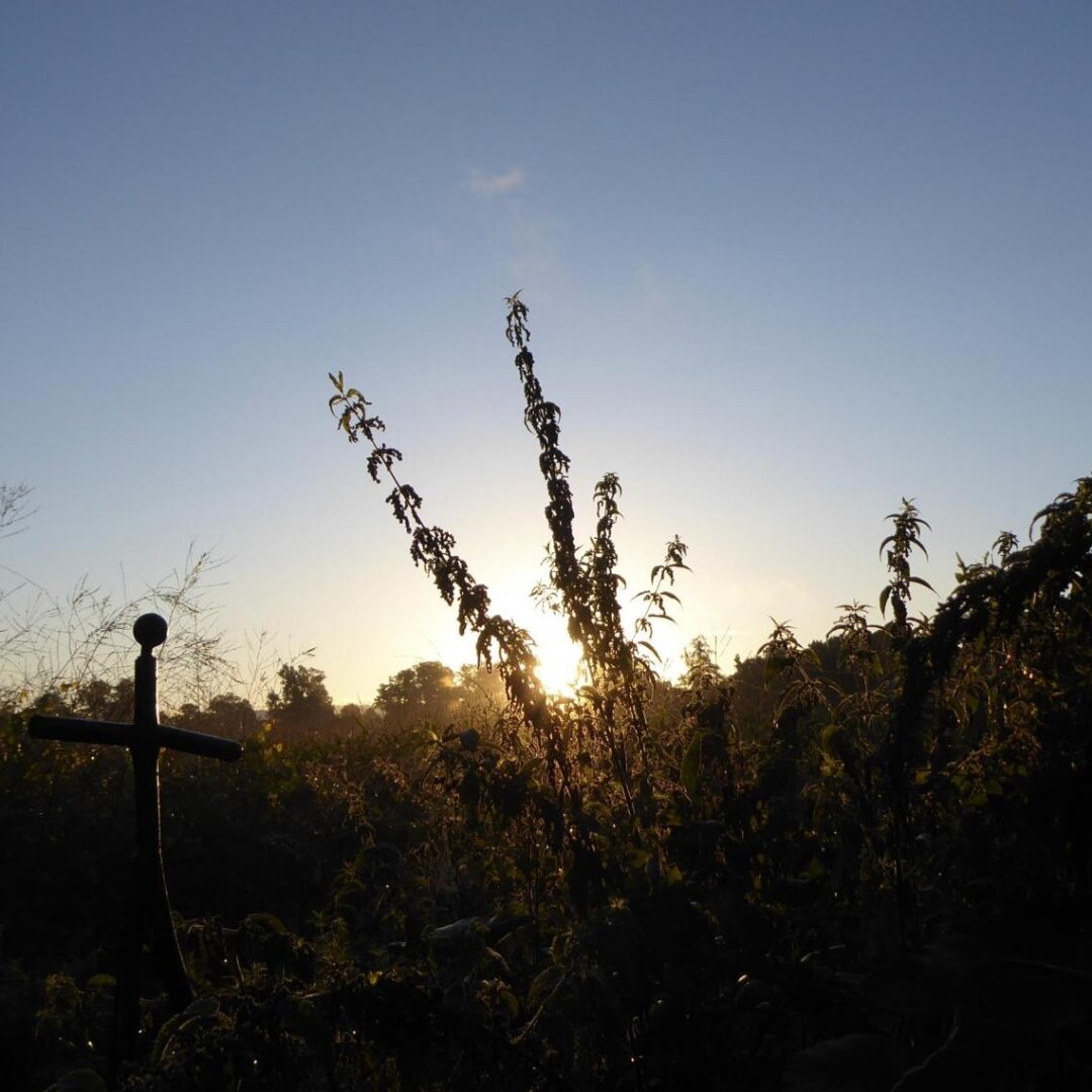 an image from my Pixelfed (because, fuck instagram), shows a field and nettles in contre-jour to the sunrise