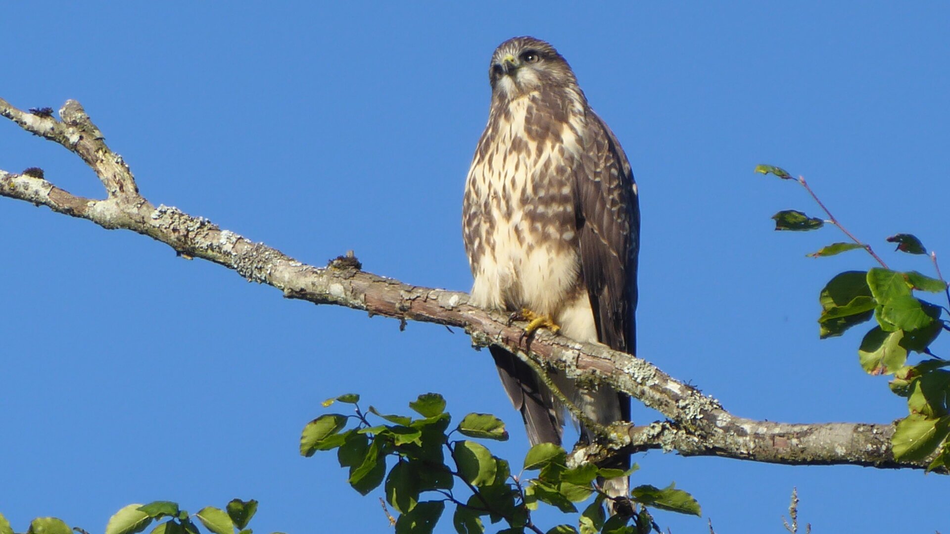 an image from my Pixelfed, shows a common buzzard on a branch