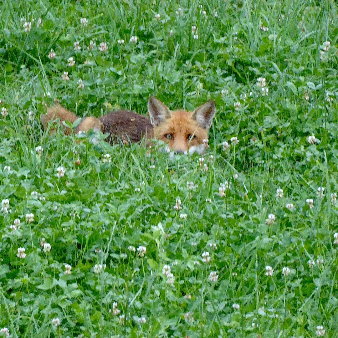 an image from my Pixelfed (because, fuck instagram), shows a fox that tries to hide in the grass, but fails spectacularly