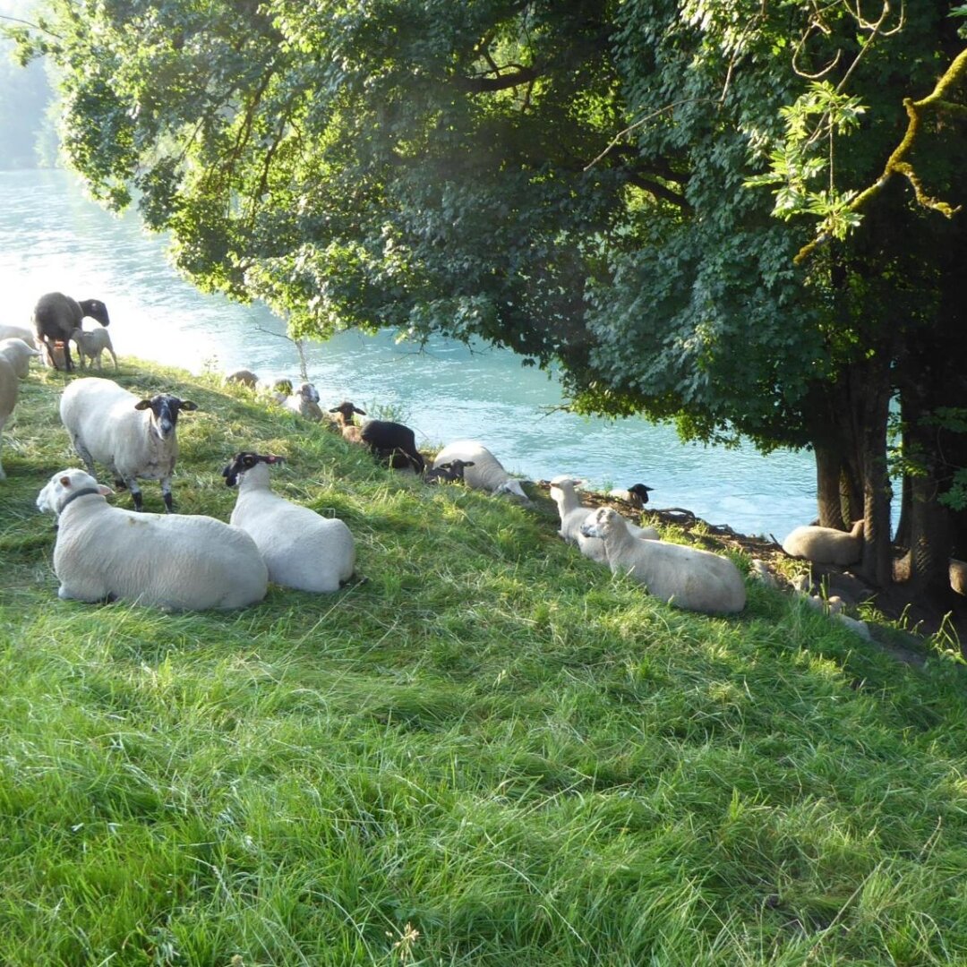 an image from my Pixelfed (because, fuck instagram), shows a flock of sheep with their lambs under a tree near a river