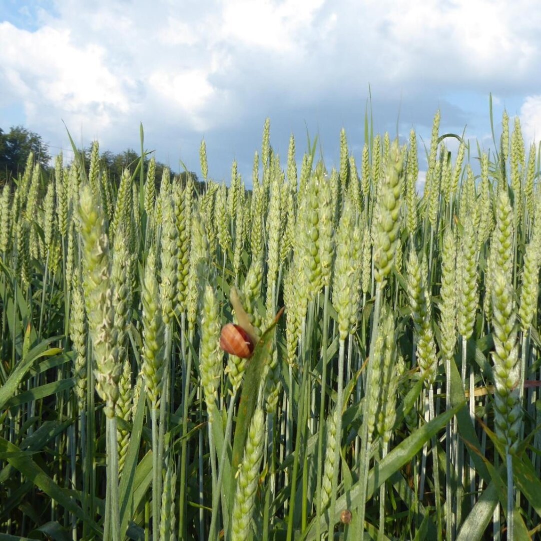 an image or two from my Pixelfed, shows a snail hanging out on a grain that i think is wheat, but not sure