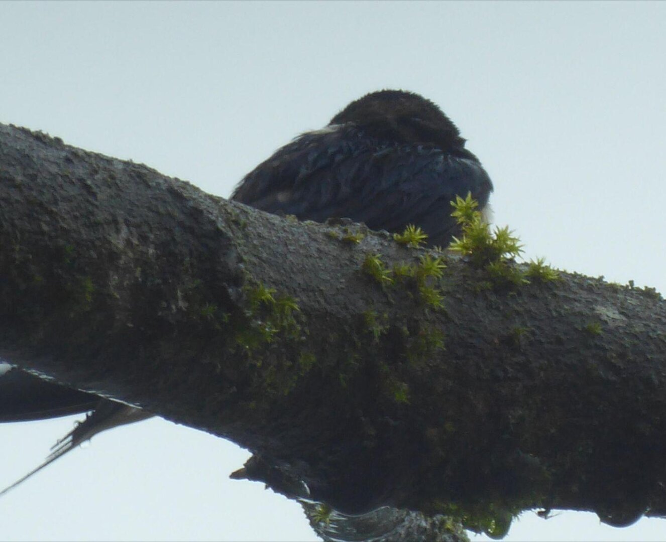 an image or two from my Pixelfed, shows a bird sitting on a mossy branch, gray sky