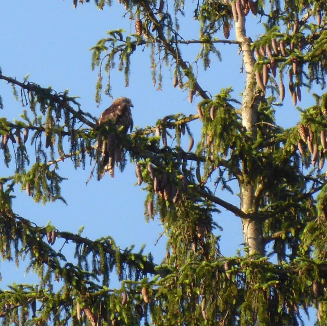 an image from my Pixelfed, shows a red kite in a redwood tree, his morning sun spot