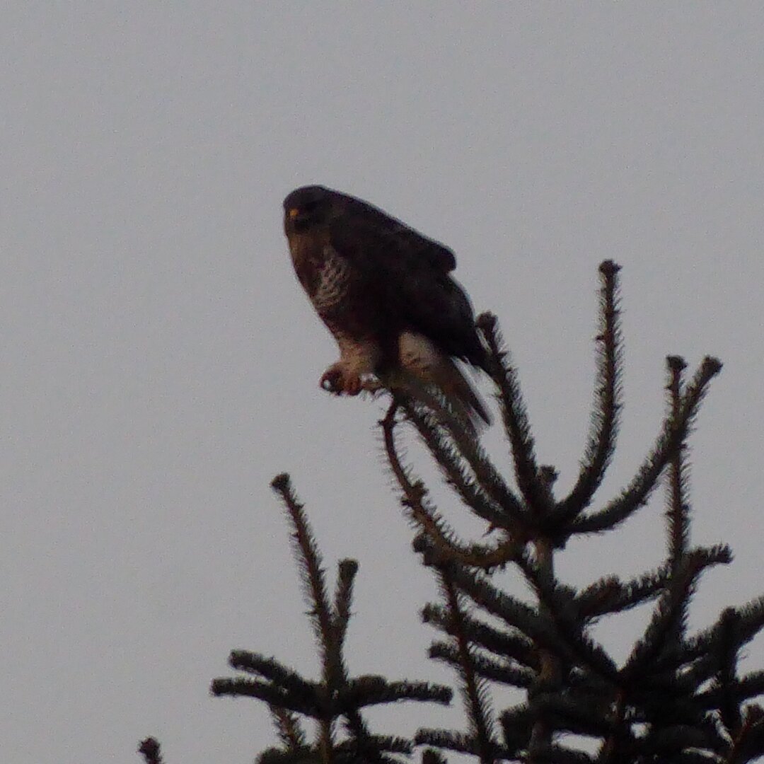 A red kite sits on top of a tree