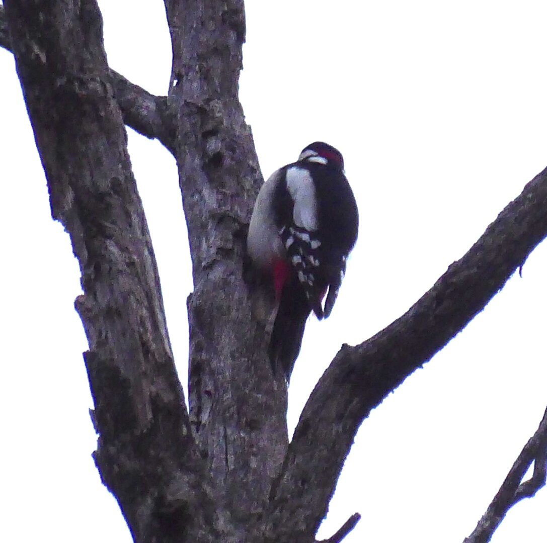 A great spotted woodpecker on a tree