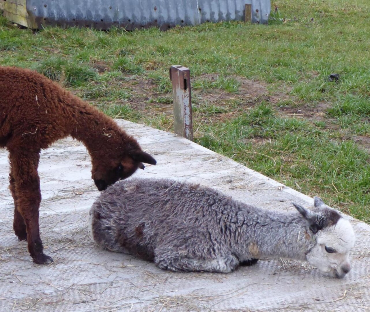 A young grey alpaca is trying to chillax while another one, brown, also young, is head bumping it from behind