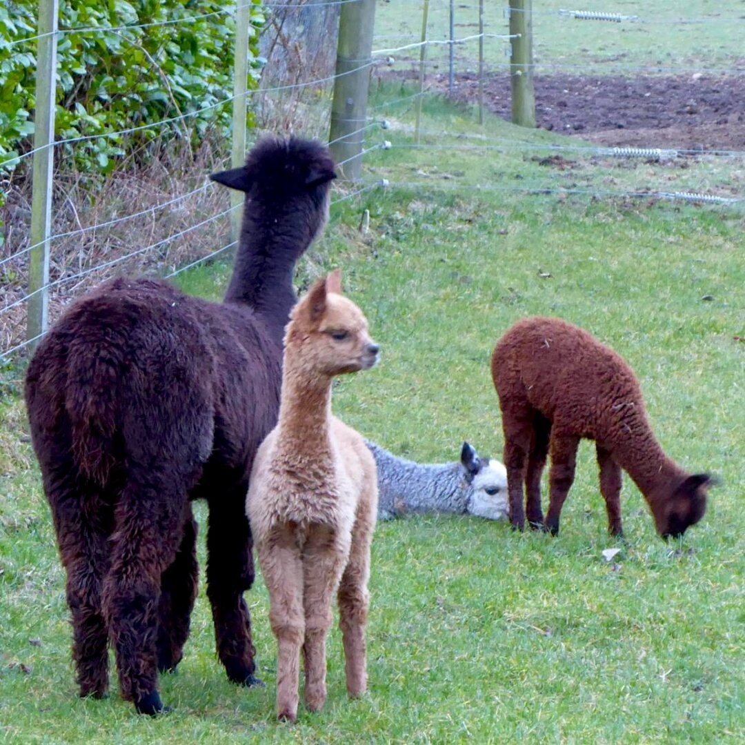 Three young alpacas in assorted colors and one mama on grass