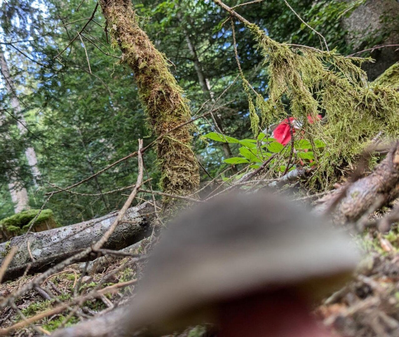 an image from my Pixelfed, shows a blurry mushroom in a forest