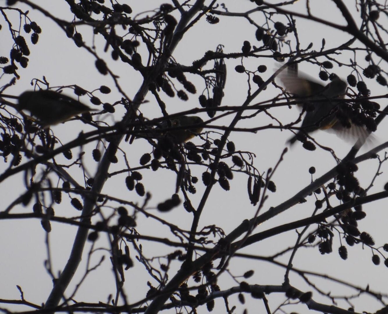 an image from my Pixelfed (because, fuck instagram), shows three bird silhouettes in a tree