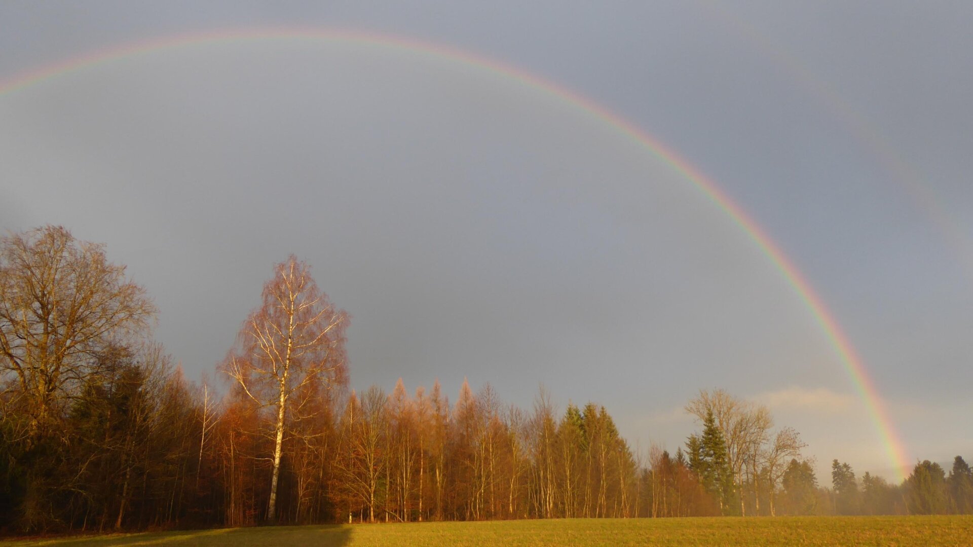 an image from my Pixelfed (because, fuck instagram), shows a rainbow over a forest in golden light