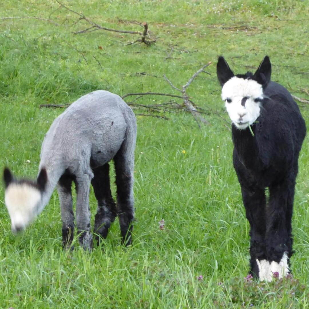 an image from my Pixelfed (because, fuck instagram), shows two very cute alpaca crias