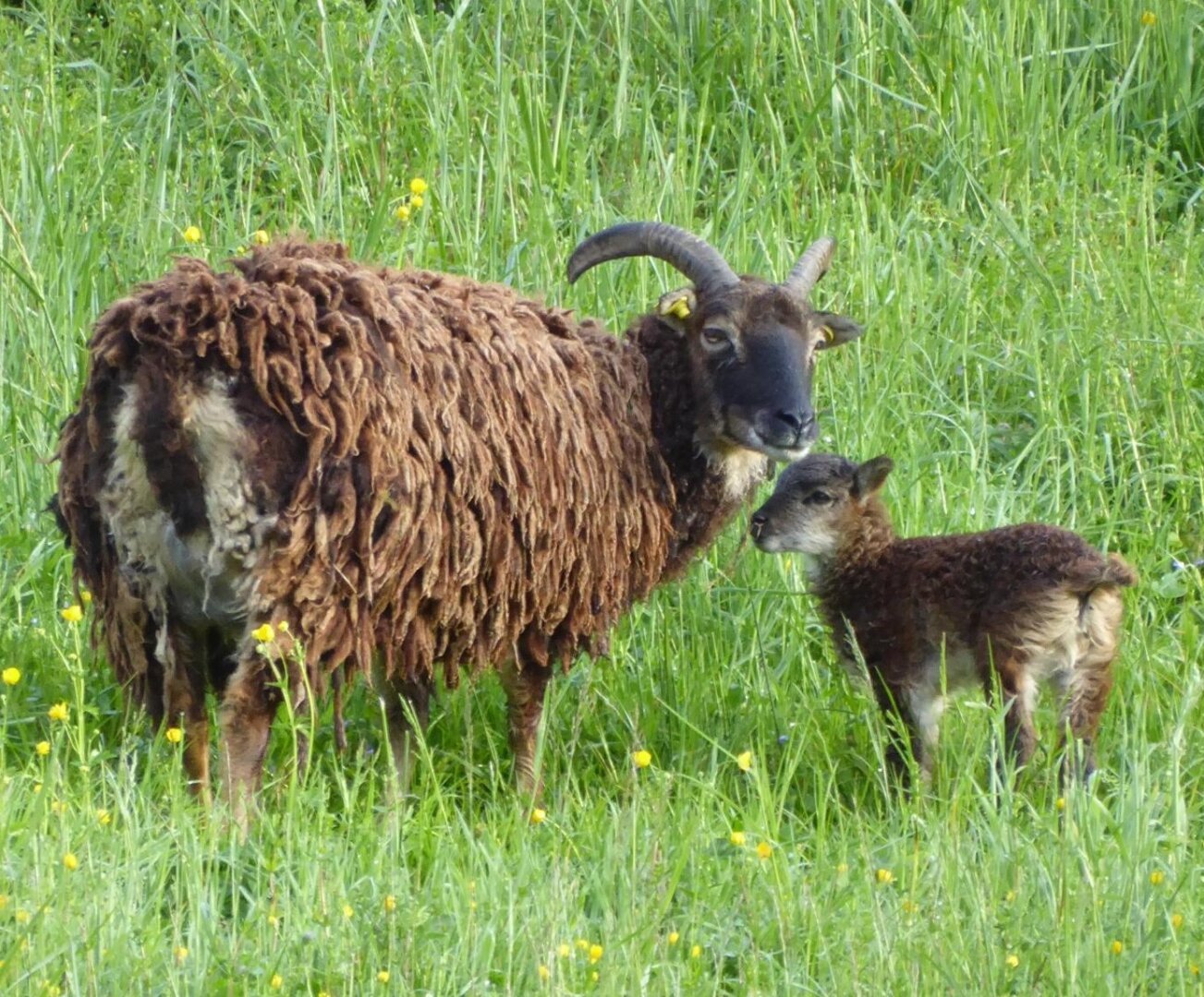 an image from my Pixelfed (because, fuck instagram), shows a soay sheep mother and her fluffy lamb