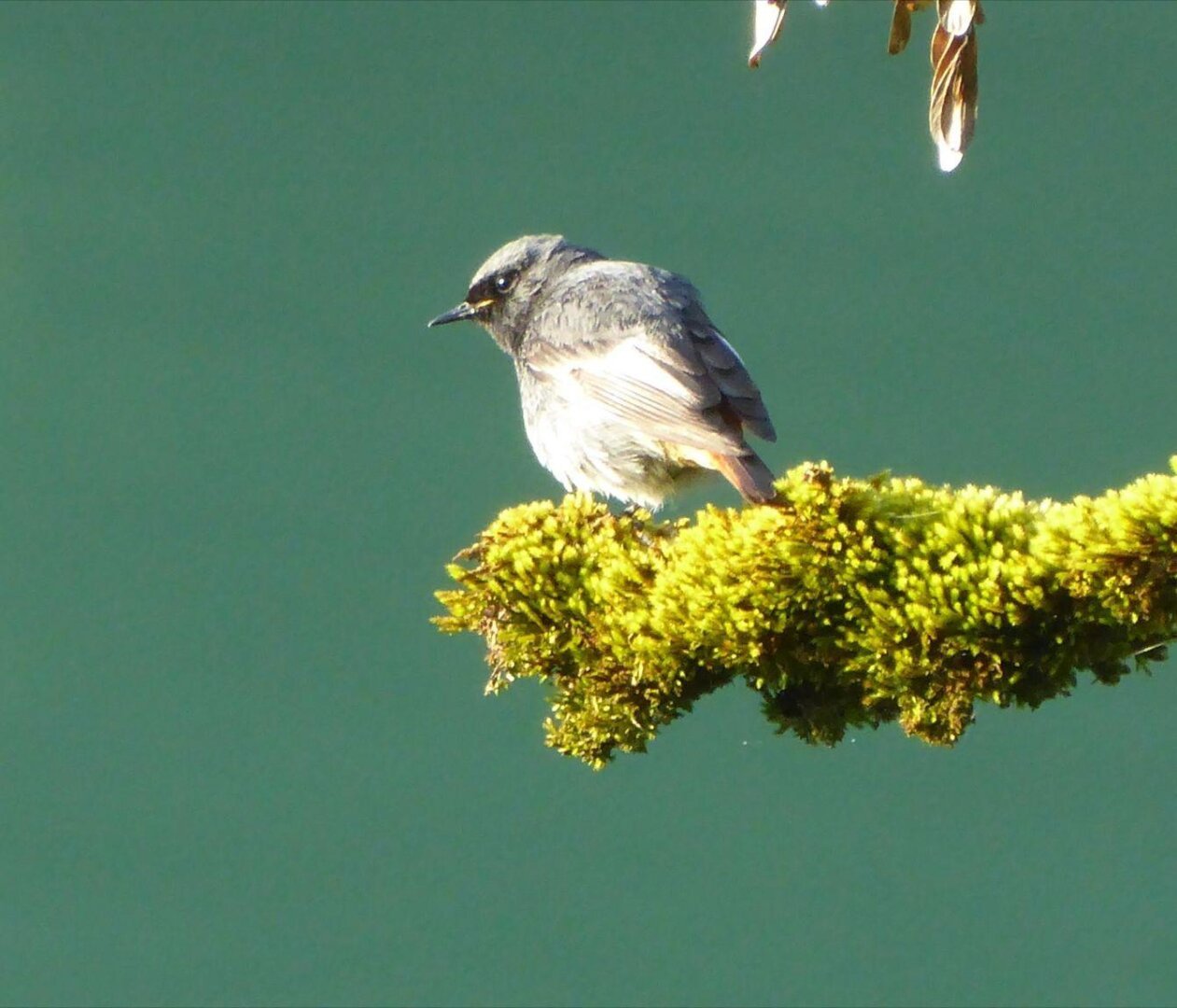 an image or two from my Pixelfed, shows a bird on a mossy branch