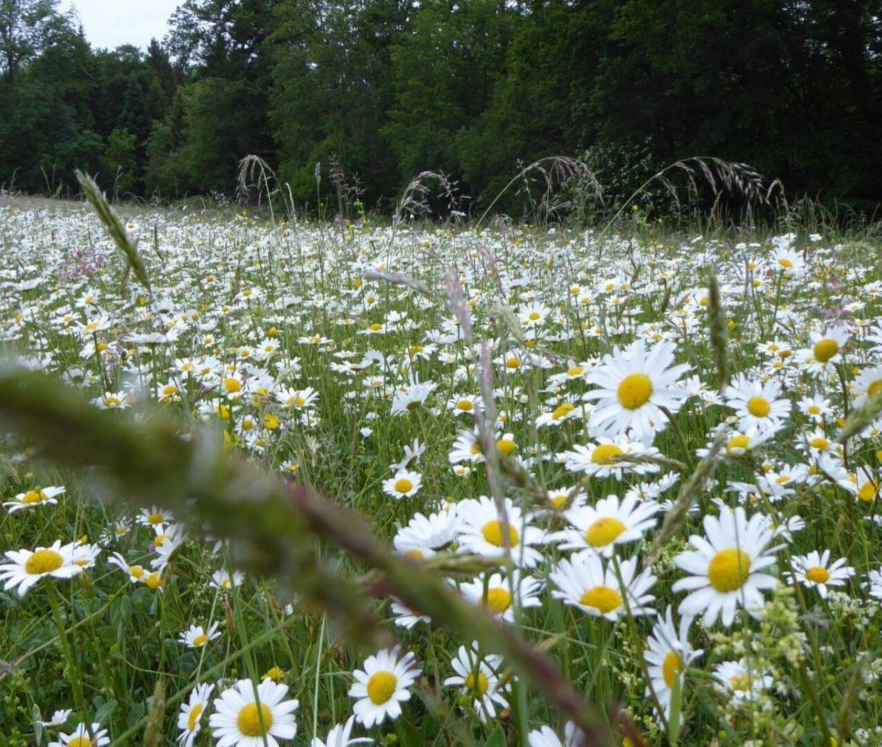 an image from my Pixelfed, shows a luscious field of flowers