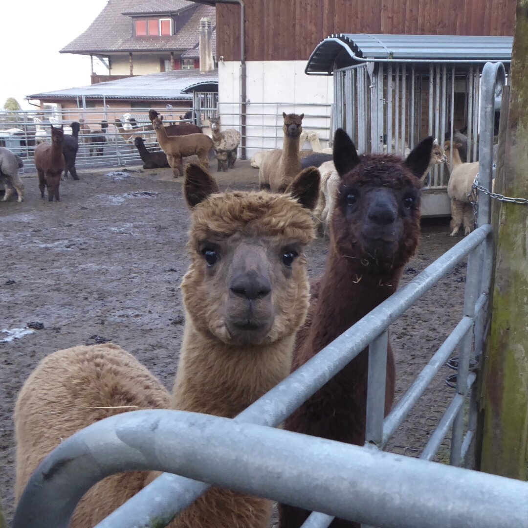 an image from my Pixelfed (because, fuck instagram), shows two alpacas in a staring contest with the photographer