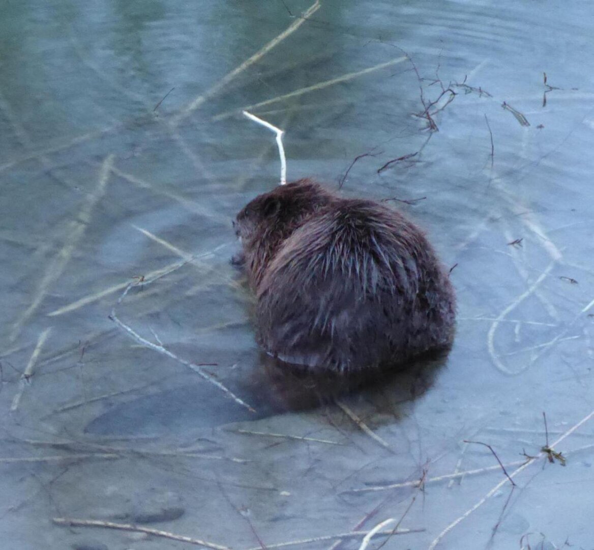 an image from my Pixelfed (because, fuck instagram), shows a beaver having breakfast half emerged in the water