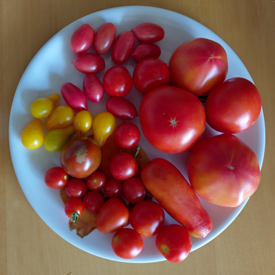 an image from my Pixelfed (because, fuck instagram), shows a tomato haul with various kinds of tomatoes