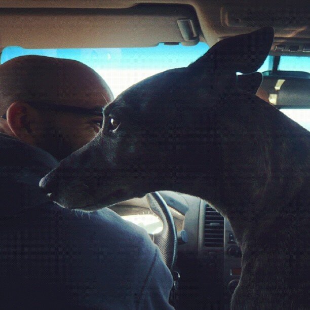 an image from my Pixelfed (because, fuck instagram), shows a person in a car looking to the right, with behind them a dog looking to the left, their eyes almost seem to touch
