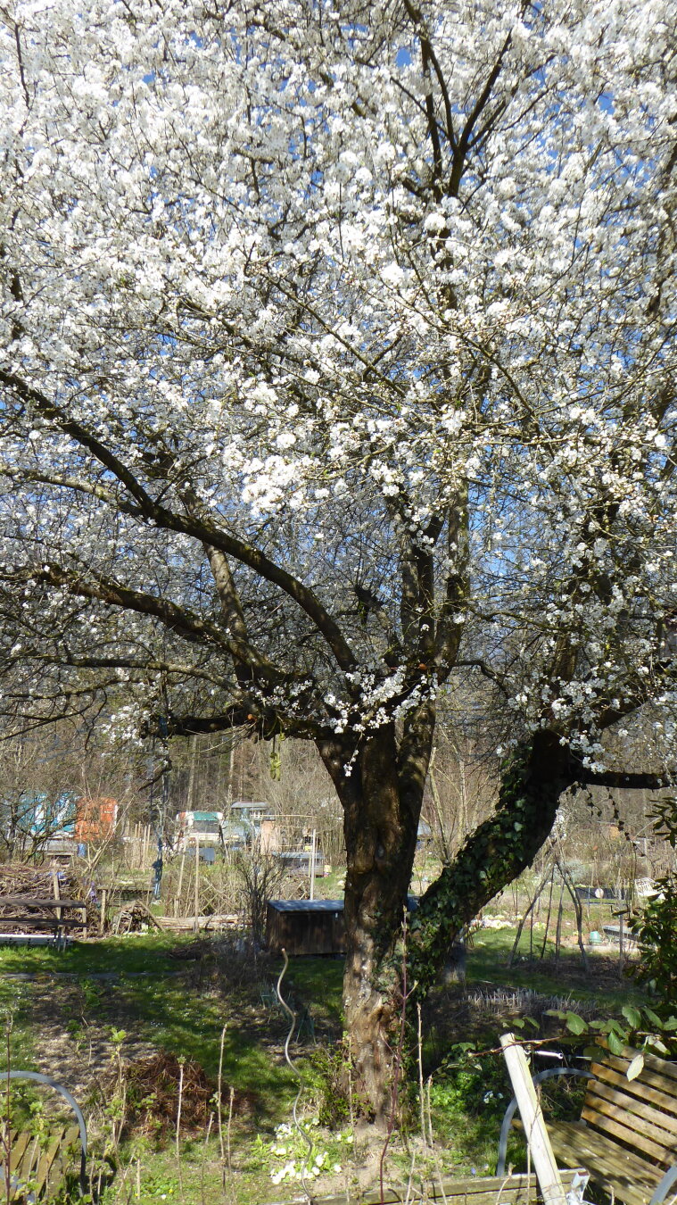 an image from my Pixelfed (because, fuck instagram), shows a mirabelle plum tree in full bloom