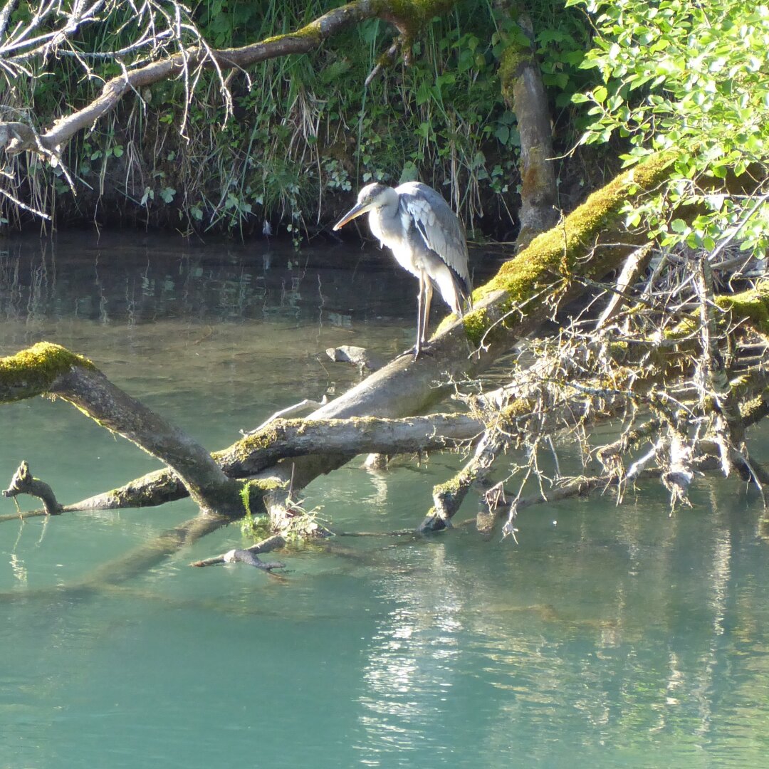 an image from my Pixelfed (because, fuck instagram), shows a grey heron on a fallen tree brooding above a green river
