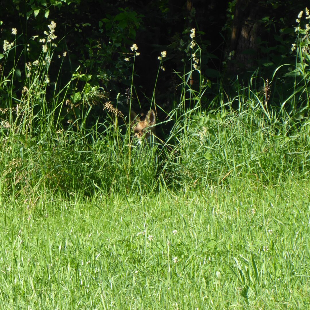 an image from my Pixelfed (because, fuck instagram), shows a fox that is trying to hide behind grass and brushes, but the ears give them away