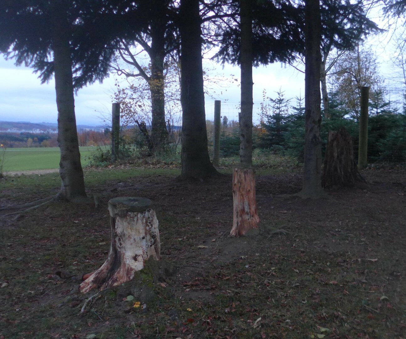 an image or two from my Pixelfed, shows two tree stumps and some fir trees