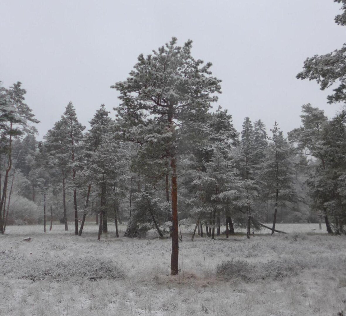 an image or two from my Pixelfed, shows a lightly snowed over swamp with a beautiful tree