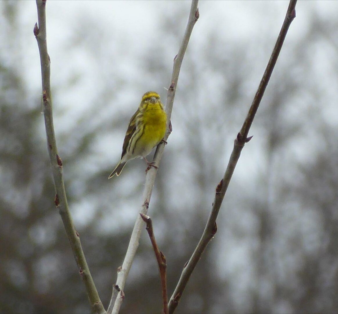 an image or two from my Pixelfed, shows serin who is singing on a branch
