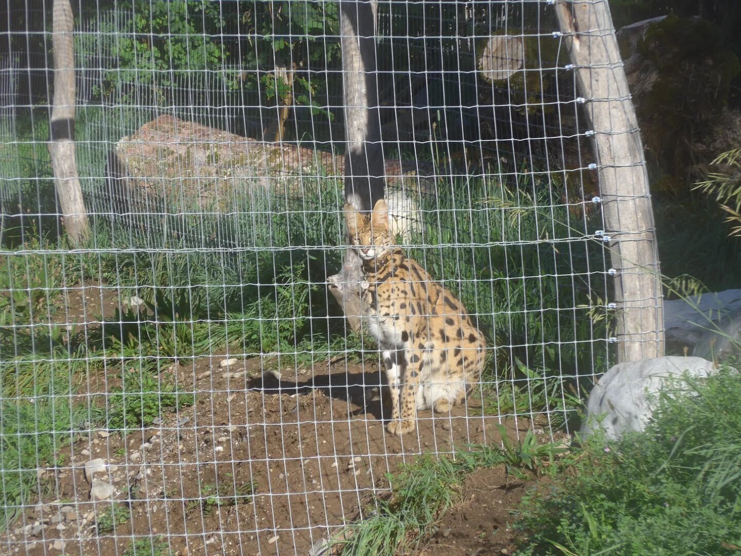 an image or two from my Pixelfed, shows a serval enjoying some sun in a sad cage