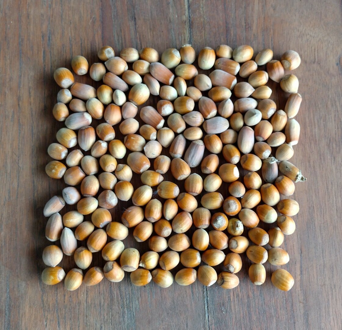 an image or two from my Pixelfed, shows hazelnuts arranged in a square shape