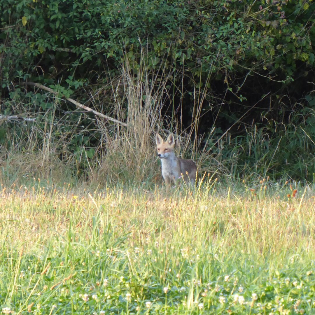 an image from my Pixelfed (because, fuck instagram), shows a fox peeking out from the underbrush at a safe distance