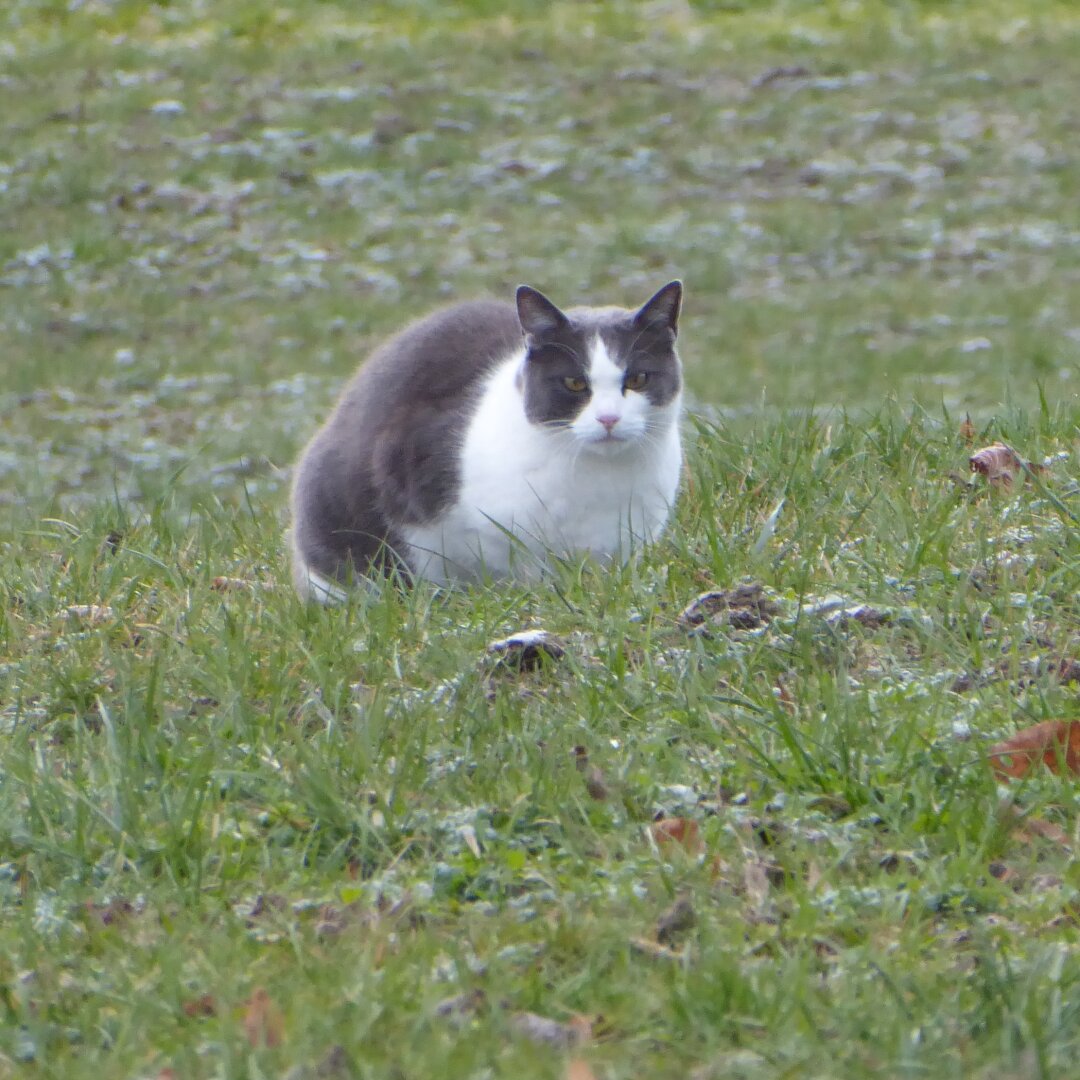 an image from my Pixelfed (because, fuck instagram), shows a grumpy cross-eyed cat in a lightly snowy in field