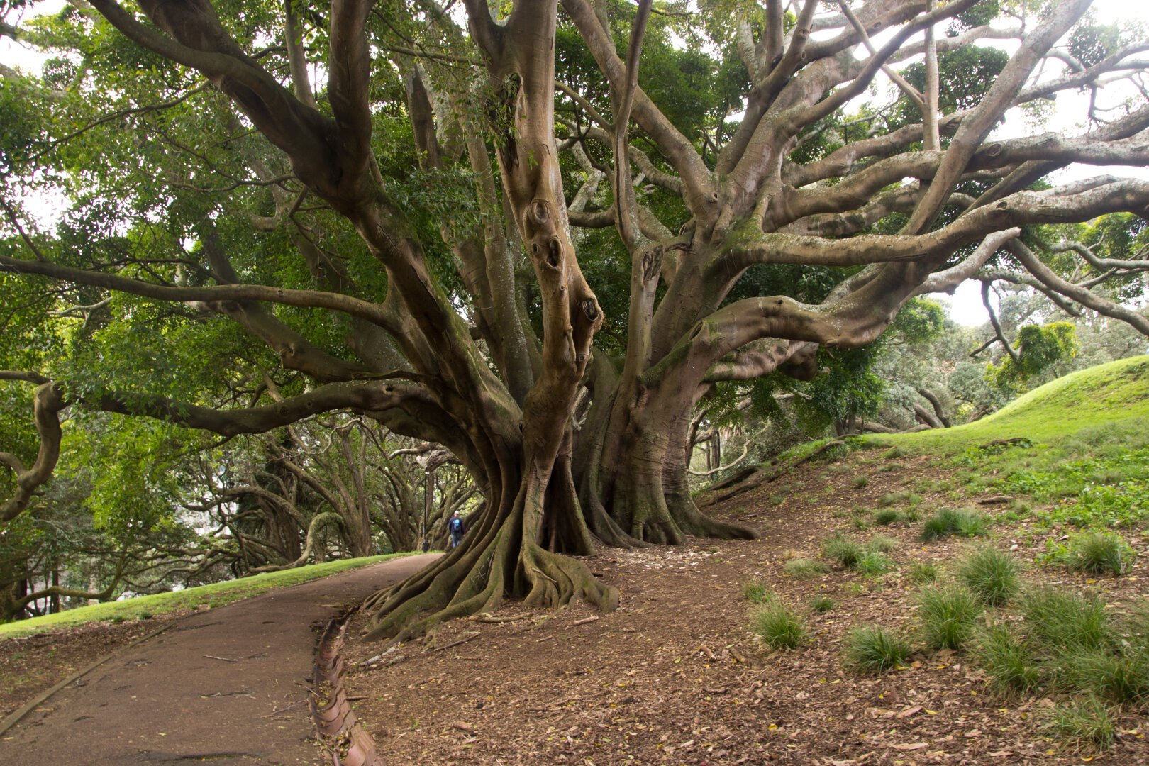 Photo of a large Ombu tree, that has such a large, ripply trunk that pe