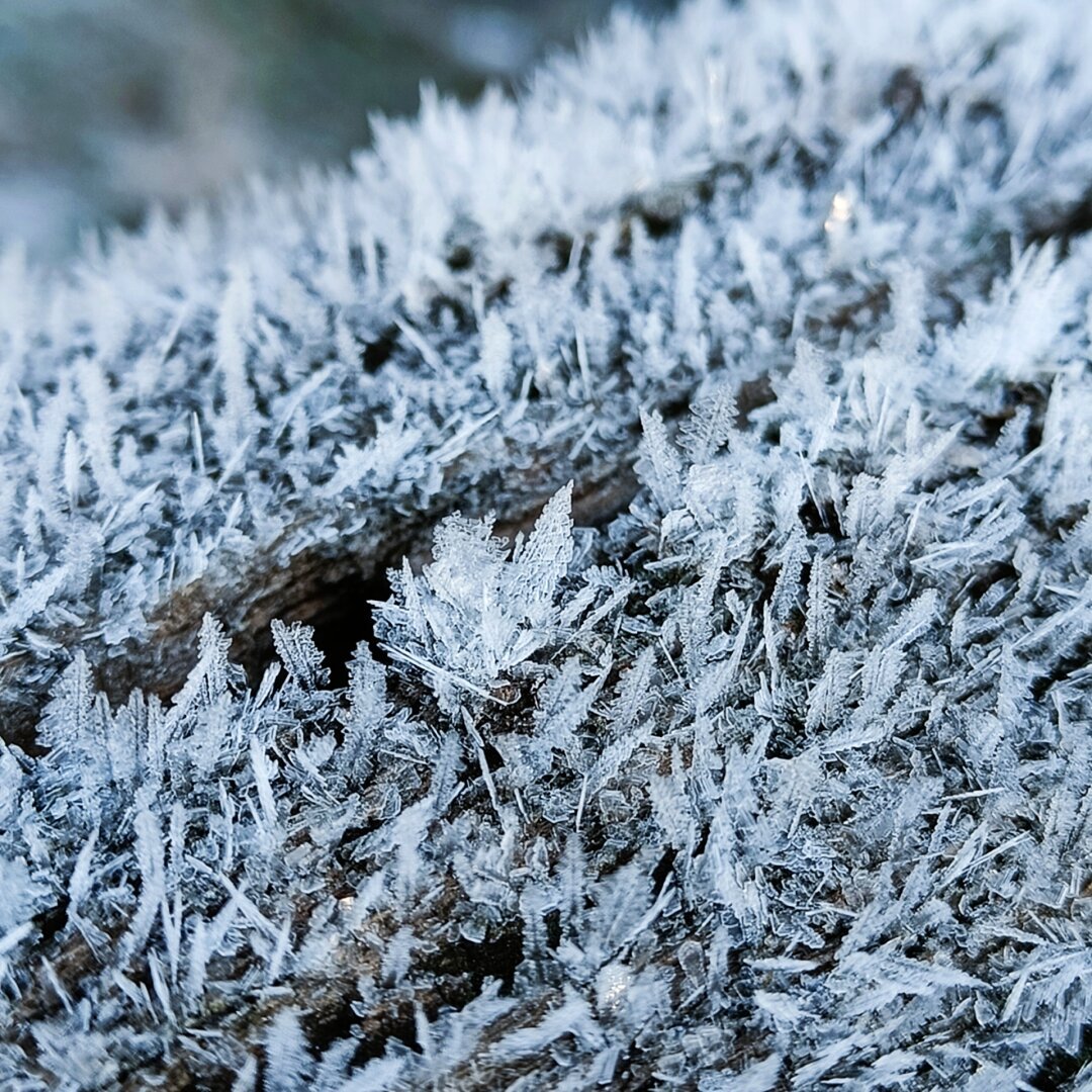 A photograph of tiny ice crystals standing upright on a piece of wood. The whole atmosphere is frosty, cool, blue colors dominate the picture.