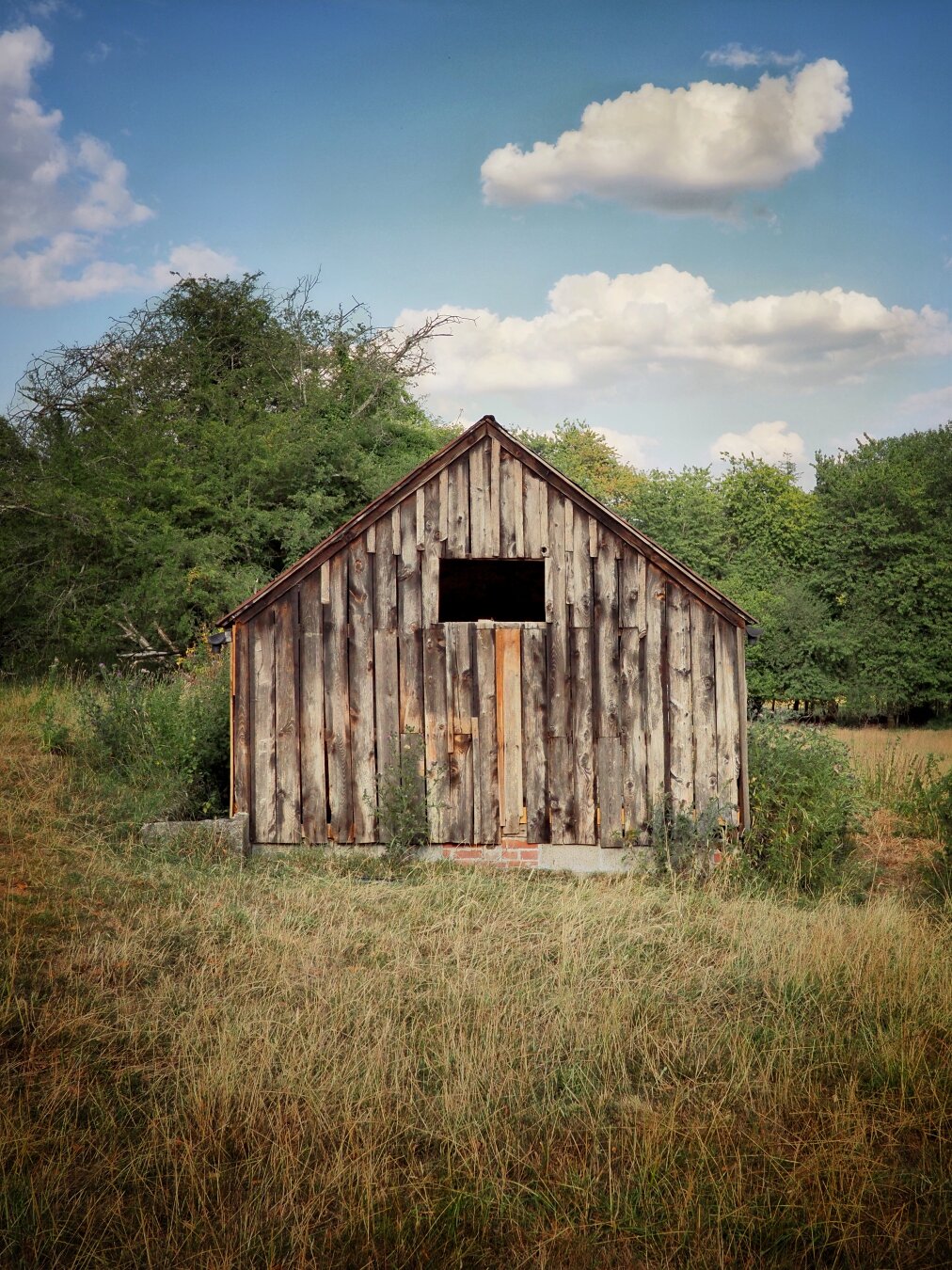 End of a dilapidated barn in a field of very dry grass. Blue skies and fluffy clouds.