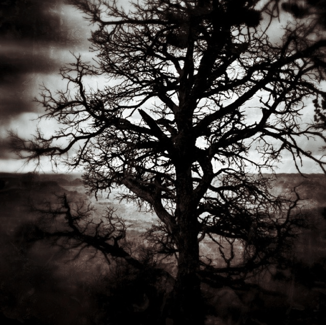 black and white picture of a tree at the Brand Canyon with storm clouds in the background