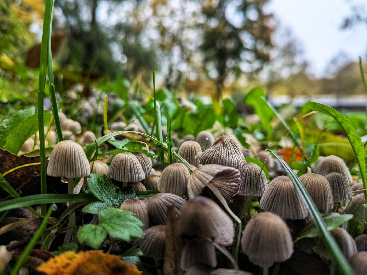 close up of mushrooms in a park