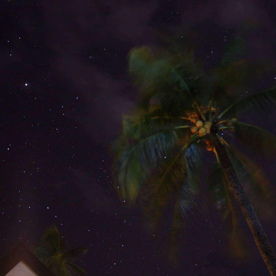 a palmtree in front of the night sky (long exposure)