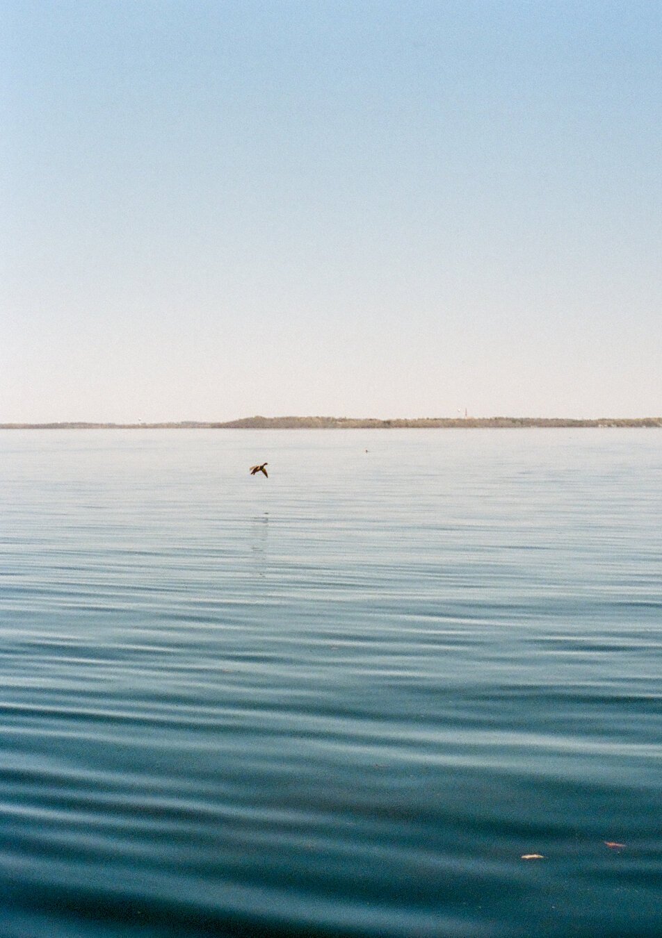 A bird flying over a fairly placid lake.