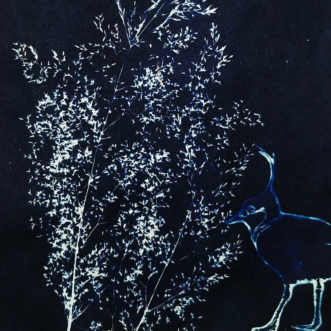 cyanotype oiseau et herbes folles - heolgwenn.com