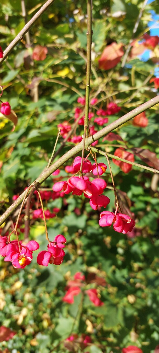 Close up of a green shrub with pink/red berries