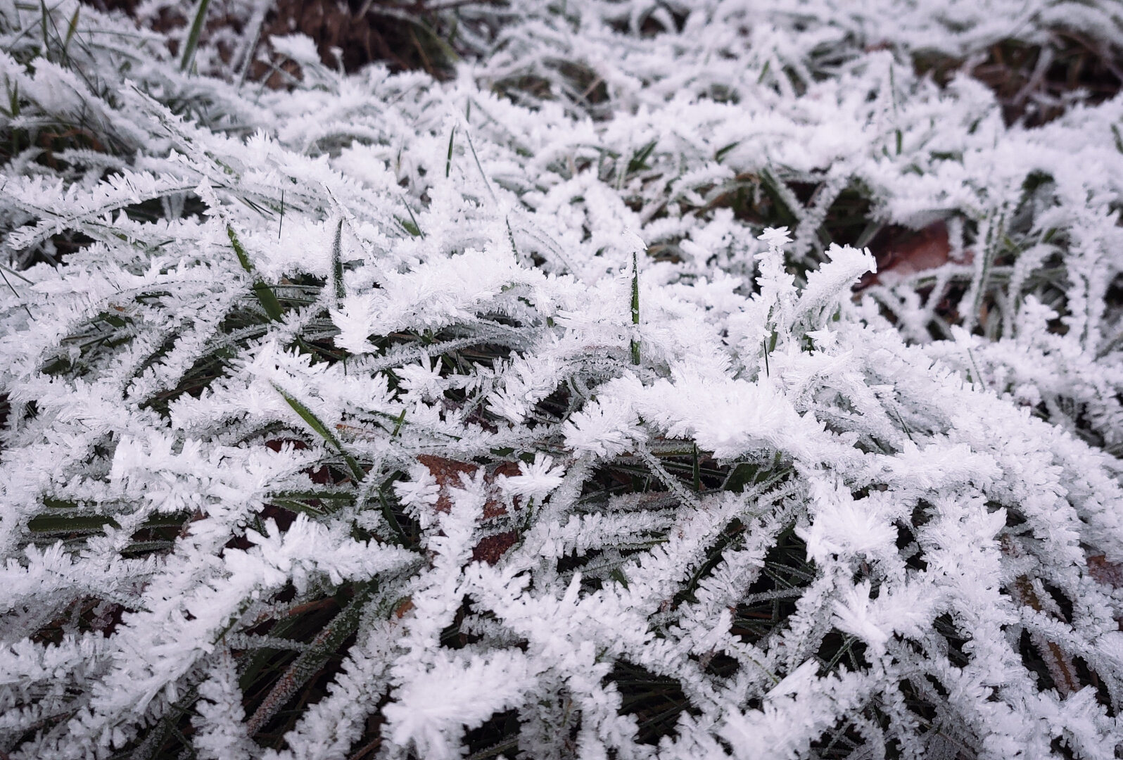 Closeup of grass with extensive ice on each blade