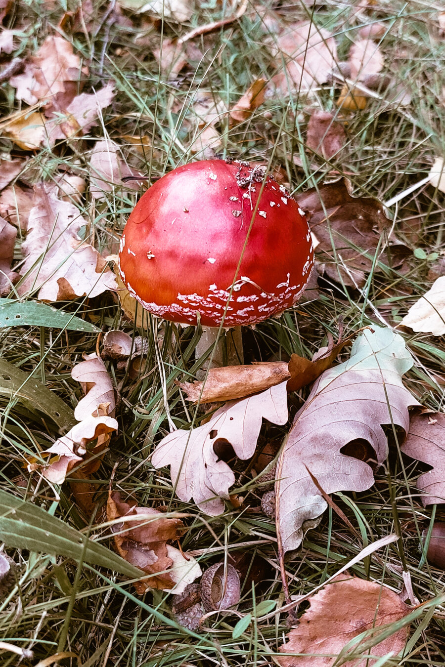 A red fly agaric on a forest floor with gras blades and brown leaves.