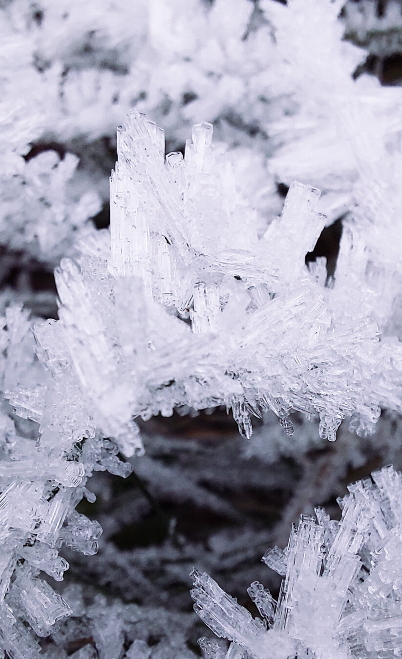 Macro of grass with extensive ice on each blade