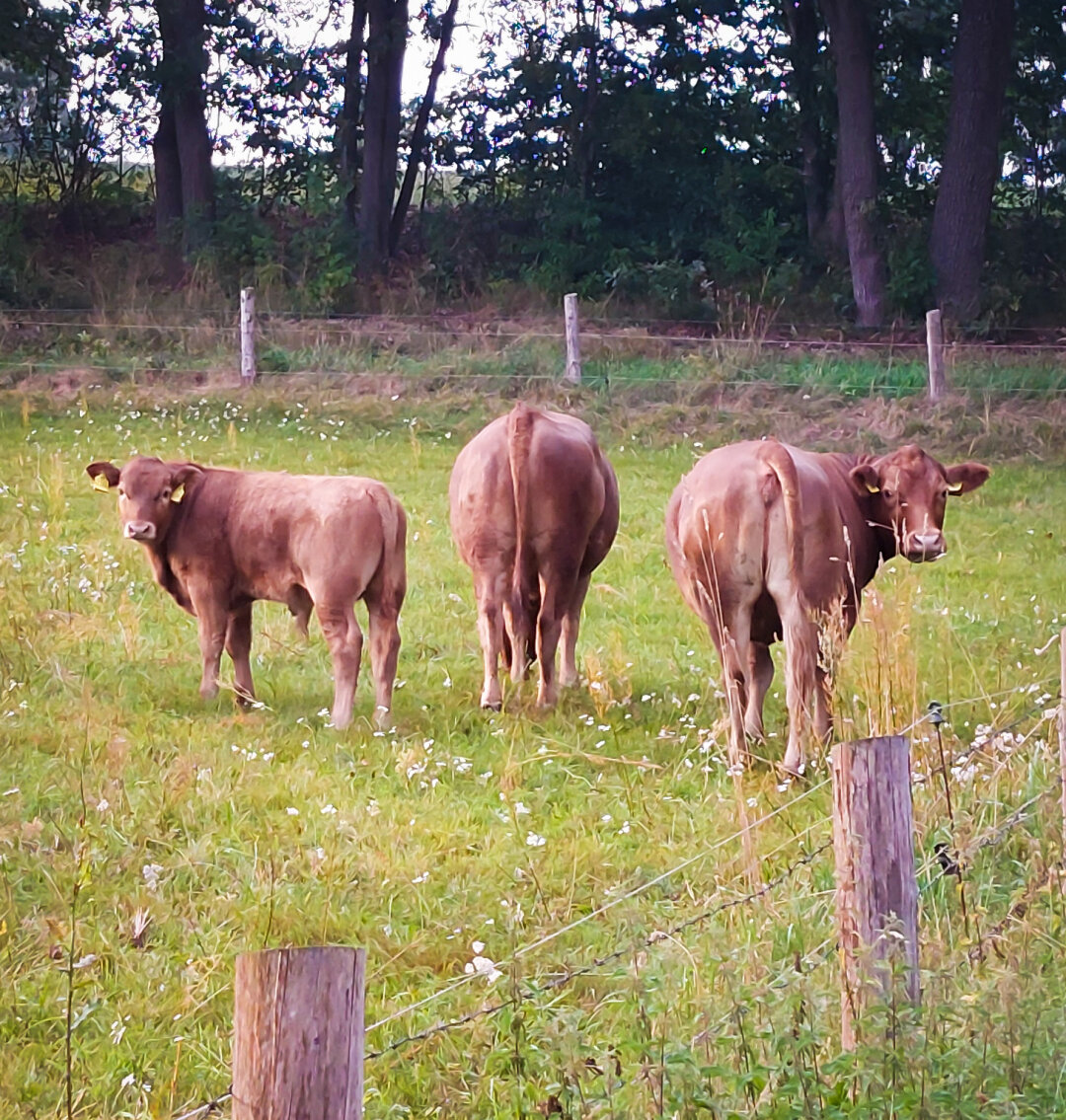Three red cows in line with their backsides to the camera on a green meadow. The cows left and right turn their heads towards the camera
