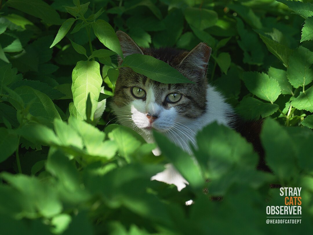 A tabby and white cat is visible through the grass