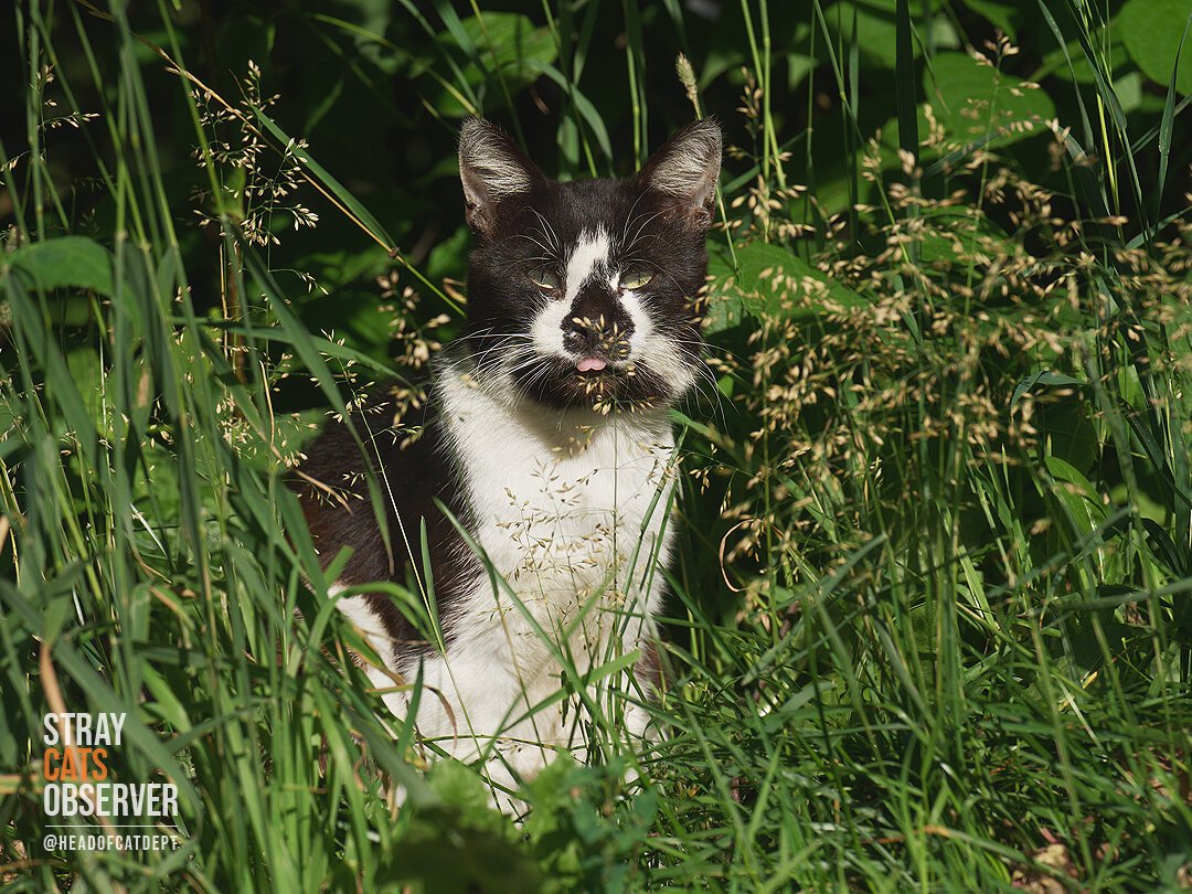 Black-nosed tuxedo cat sits in the tall grass blending with it